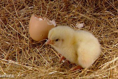 La reproduction sexuée des Poules - 6mn 01s